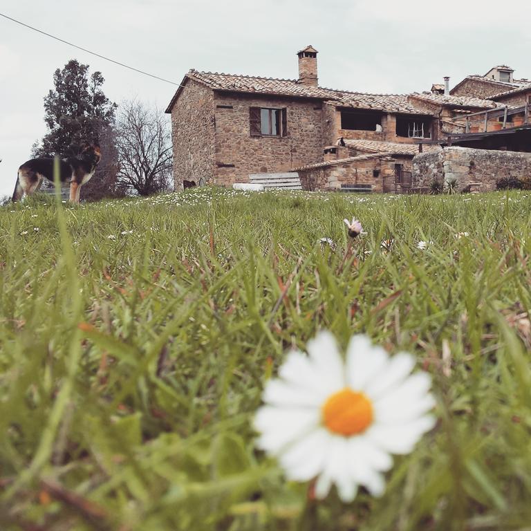 Agriturismo Il Cocco Villa Montalcino Exterior photo